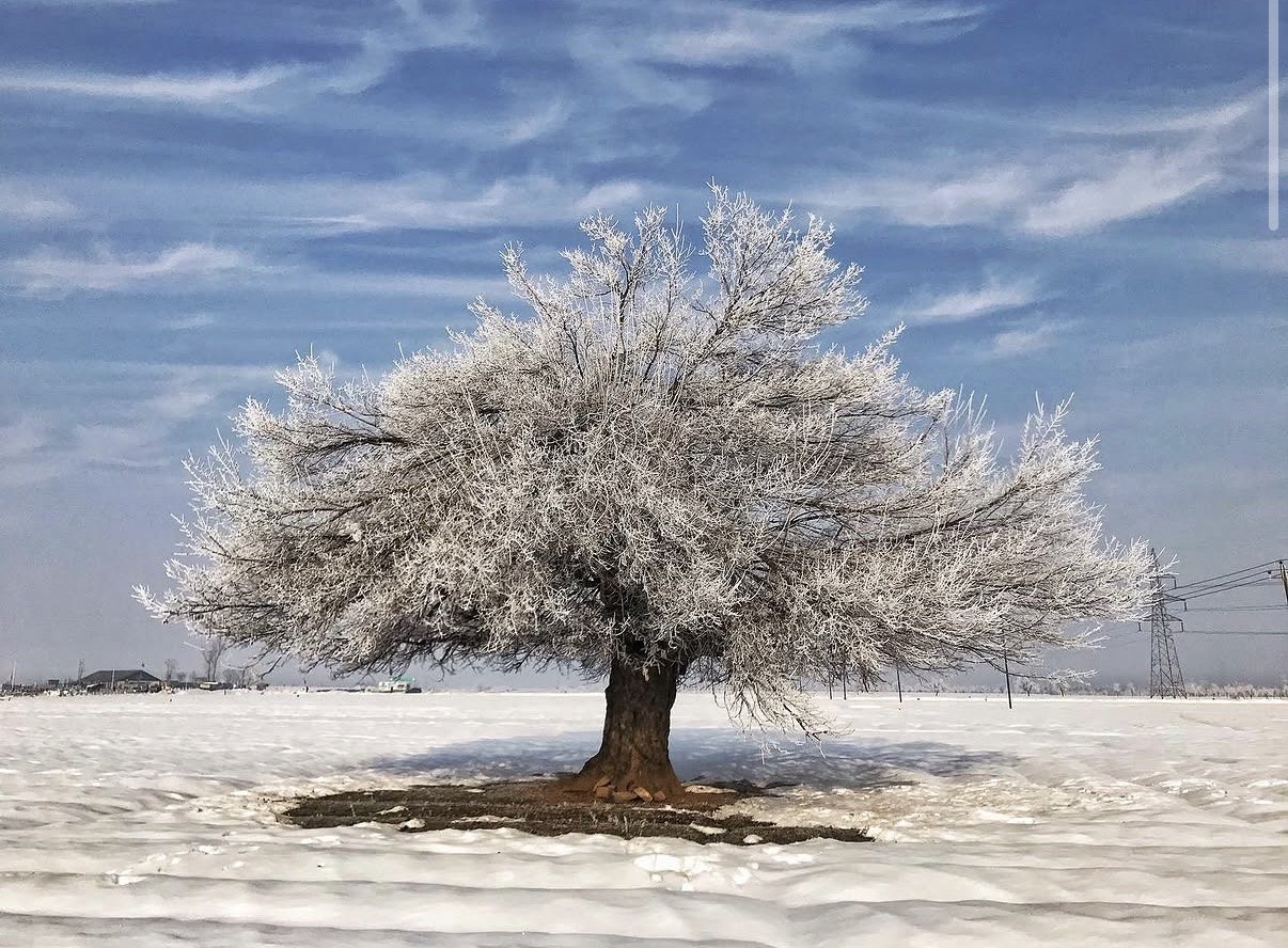 Large frost-covered tree in a snowy landscape